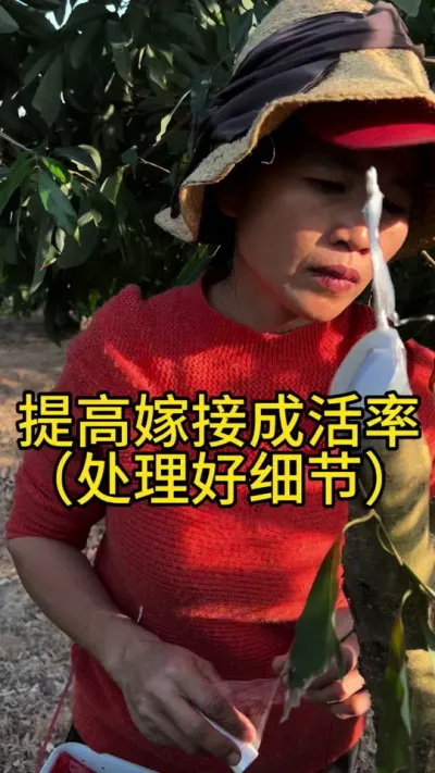 嫁接时细节处理好可以提高成活率#嫁接技术 #2024新农人计划 #dou来广东百千万 #青dou计划