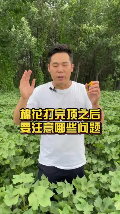 棉花打顶之后要注意哪些问题 #棉花种植专家讲座 #关注我每天分享种植知识 #棉花打顶后管理 @抖音小助手