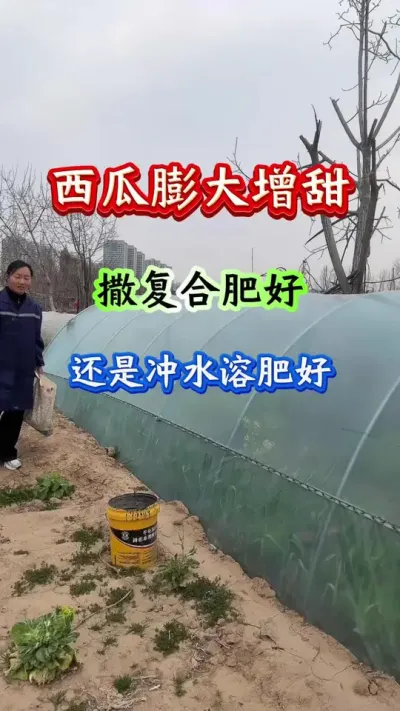 西瓜种植 西瓜膨大增甜，是撒复合肥好还是冲水溶肥好#西瓜膨大#西瓜增甜#西瓜种植#西瓜种植技术
