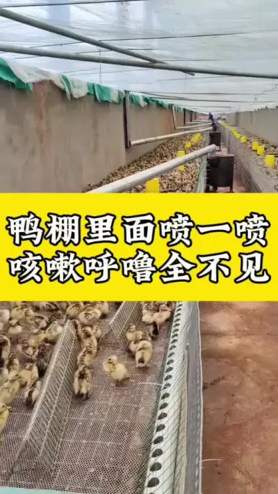 鸭棚里喷一喷，咳嗽咕噜全不见#番鸭 #鸭子的养殖方法 #禽病技术指导 #养鸭人 #每天分享养殖技术和经验