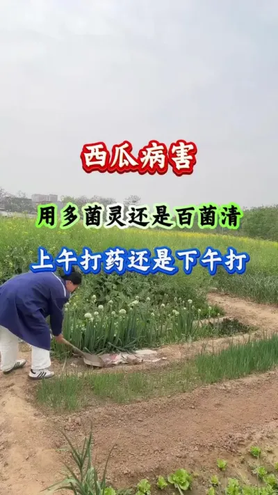 西瓜种植 西瓜病害用多菌灵还是百菌清 #西瓜种植 #西瓜管理 #西瓜高产 #病害防治