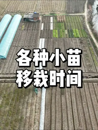 菜苗小苗什么时候可以种到露天 #三农 #种菜 #农业种植 #种植