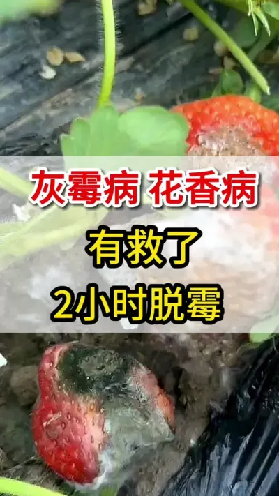 草莓灰霉病，教你一招就搞定#灰霉病#三农#草莓种植