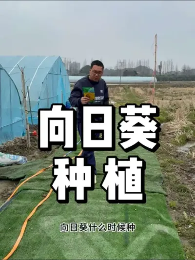 向日葵什么时候种，向日葵种植方法 #园艺