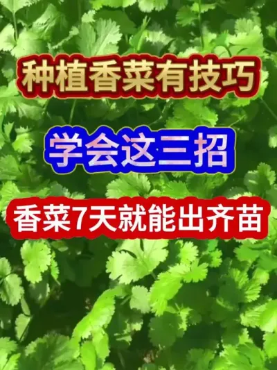 种植香菜有技巧学会这三招七天就能出齐苗 #香菜种植 #农业种植 #种植小技巧 #三农 #分享农业知识帮农民增产增收