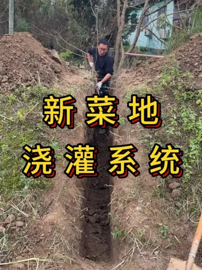 新菜地开荒第6集，铺设浇灌水管 #菜地改造