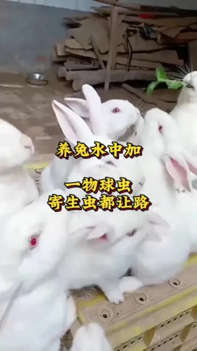 养兔水中加一物，球虫寄生虫都让路 #养兔人 #兔子 #肉兔养殖 #养兔技术交流中心 #养兔三分靠管理七分靠技术