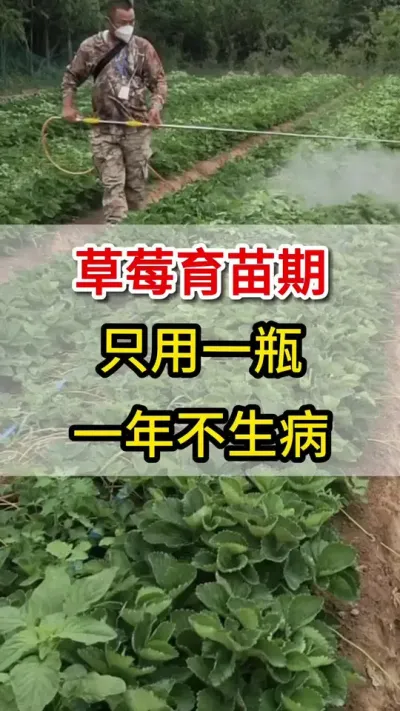 育苗用它喷一喷，草莓一年不生病#三农#草莓