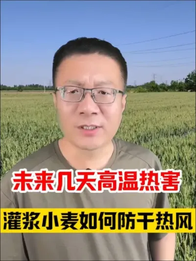 未来几天高温35-40度，灌浆期小麦如何防高温热害防干热风？ #小麦干热风 #小麦种植 #小麦灌浆期管理 #小麦高产技术 #分享农业知识帮农民增产增收
