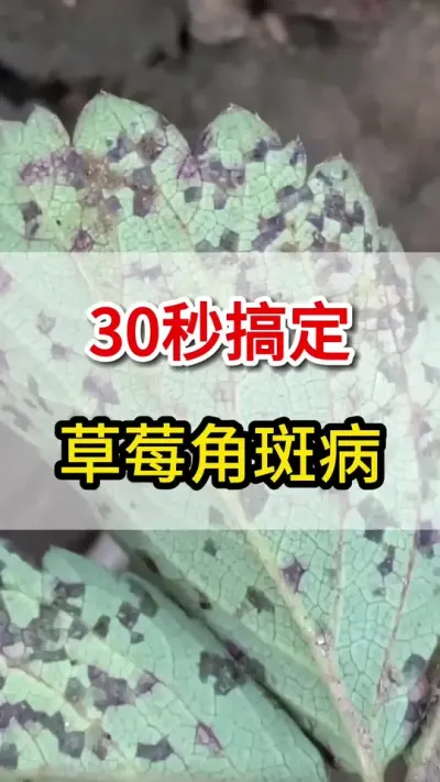 草莓角斑病，30秒搞定#三农#角斑#种植技术