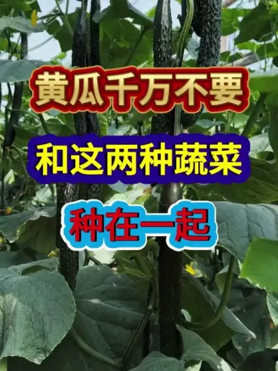 黄瓜千万不要和这两种蔬菜种在一起 #黄瓜种植 #农业种植 #蔬菜种植 #三农 #分享农业知识帮农民增产增收