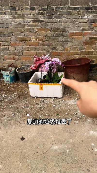 在垃圾堆里捡回来的蝴蝶兰，这样操作一盆变多盆#蝴蝶兰 #花卉绿植 #种植小技巧