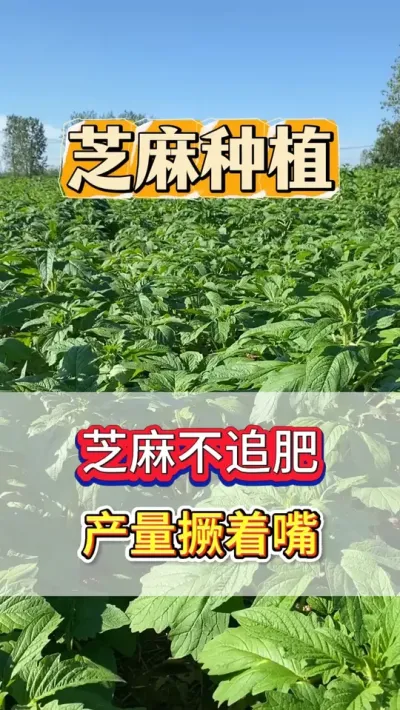 现在已经7月份了，种芝麻的老乡，现在还没追肥的，一定要注意了 #芝麻 #芝麻种植 #芝麻种植技术 #农业种植 #肥料