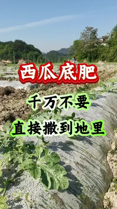 西瓜种植 西瓜底肥千万不要直接撒到地里#西瓜种植#西瓜管理#露天西瓜 #种西瓜 #西瓜高产