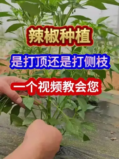 辣椒种植是打顶还是打侧枝一个视频教会您 #辣椒种植 #农业种植 #种植小技巧 #三农 #分享农业知识帮农民增产增收
