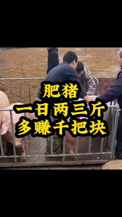 #所有养猪人 #服务三农支持三农 #养猪技术小知识 #农村养猪专业户 #猪喂什么饲料长得最快