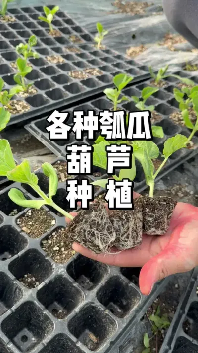 瓠瓜蒲瓜葫芦移栽要注意哪些种植事项 