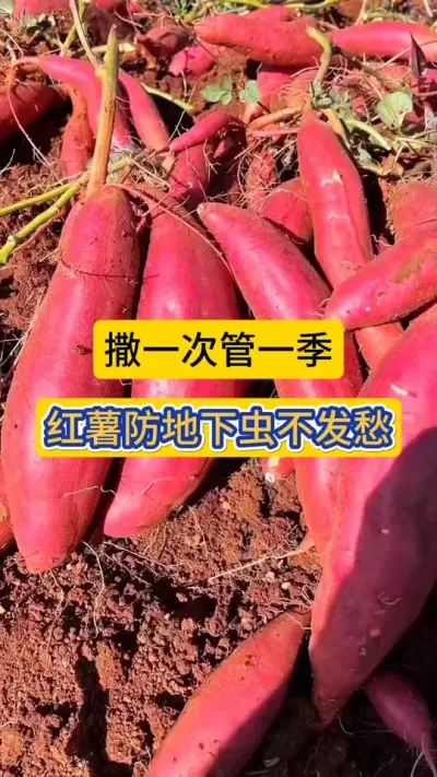 撒一次管一季，种红薯防地下害虫，再也不发愁了！#红薯种植 #种植小技巧 #地下害虫防治 #病虫害防治 #薯帮主地下害虫颗粒剂