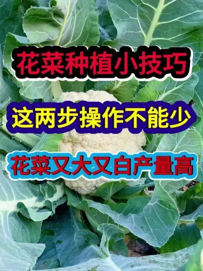 花菜种植小技巧这两步操作不能少花菜又大又白产量高 #花菜种植 #蔬菜种植 #农业种植 #种植小技巧 #分享农业知识帮农民增产增收