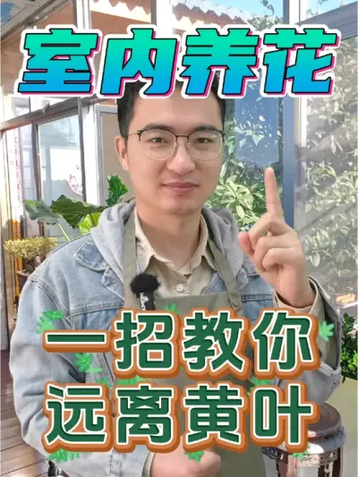 冬天室内养花，一招教你远离黄叶! #养花 #花卉绿植 #防治黄叶