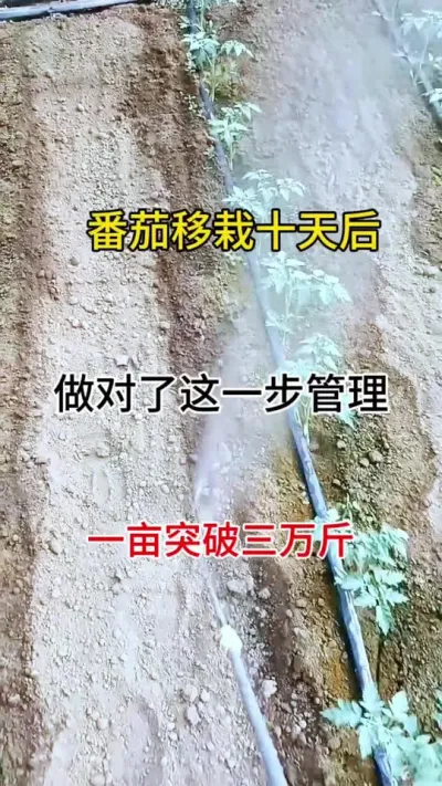 番茄移栽十天后，做好这一步管理，亩产三万斤#西红柿种植 #叶绿素#番茄种植 #农业种植
