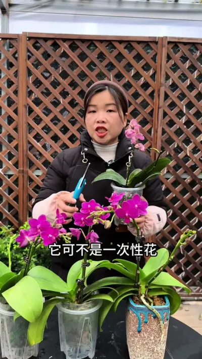 蝴蝶兰开败后，只要简单操作，过几个月又能再次开花 #蝴蝶兰 #爱生活爱养花 #种植小技巧