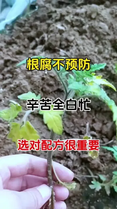根部病害，通通搞定，不用愁了#根腐病怎么治 #烂根 #番茄种植