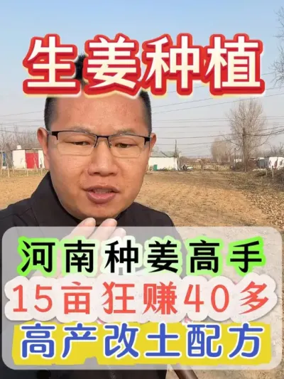 河南种姜高手15亩狂赚40多个高产改土配方 #生姜 #生姜种植 #大姜 #大姜种植 #生姜高产