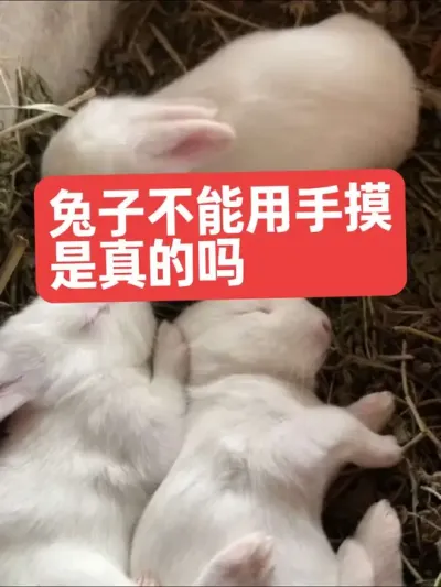 兔子不能用手摸，是真的吗？ #兔子#三农#养殖#养兔#养兔人