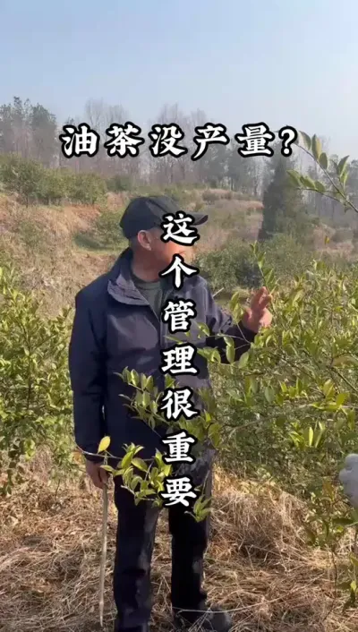 你的油茶树为什么没产量？种植园实地分析！原因来了！ #油茶种植 #油茶管理 #种果树的苏老师 #油茶树