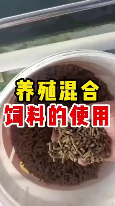 石斑鱼饵料驯化怎么做 #水产养殖 #每天分享养殖技术和经验 #水产养殖技术 #养鱼日记 #石斑鱼@抖加🔥上热门🔥dou+🔥热点宝 b