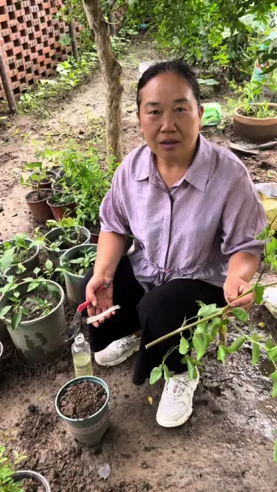 夏季正是扦插枣树的季节、这个时候扦插比任何时候扦插生根都快#扦插枣树 #枣树扦插 #枣树扦插繁殖法
