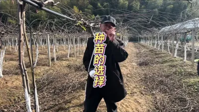 根据不同的地块与土壤情况，因地制宜的选择砧木 #田间地头实操干货 #种苗选择 #来抖音学农枝 #种植小技巧 #果树管理