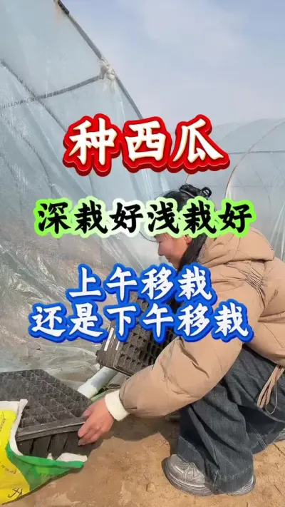 西瓜种植 种西瓜是深栽好还是浅栽好上午移栽还是下午移栽#西瓜种植 #种西瓜#西瓜管理#生根壮苗