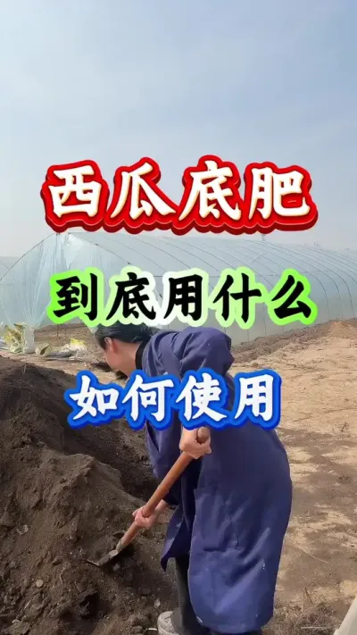 西瓜底肥 到底用什么如何使用#西瓜种植#西瓜管理#种西瓜#西瓜高产 #农业种植