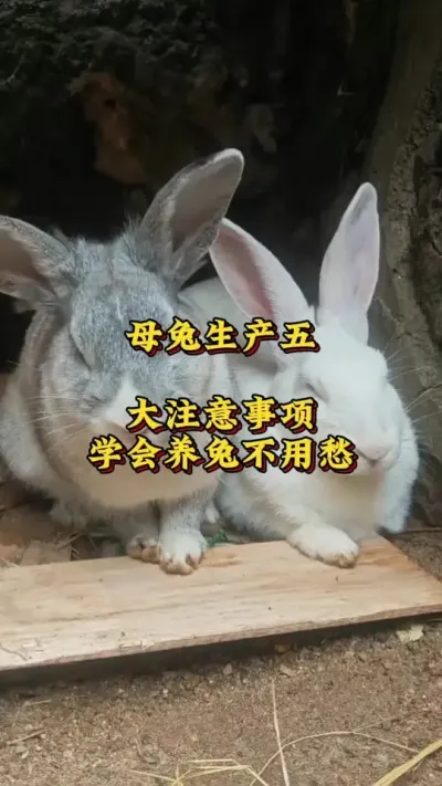 母兔生产五大注意事项，学会养兔不用愁 #养兔人 #兔子 #肉兔养殖 #养兔技术#养兔三分靠管理七分靠技术
