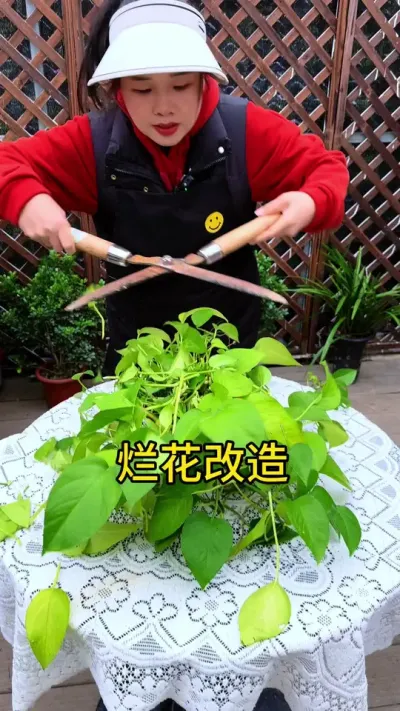教你怎么把家里的烂花变值钱#花卉绿植 #种植小技巧 #养花小知识