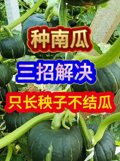 种南瓜三招解决只长秧子不结瓜 #农业种植 #南瓜种植 #种植小技巧 #三农 #分享农业知识帮农民增产增收