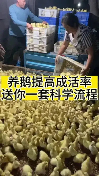 养鹅提高成活率#养鹅技术分享 #禽病技术指导 #肉鹅 #科学养鹅