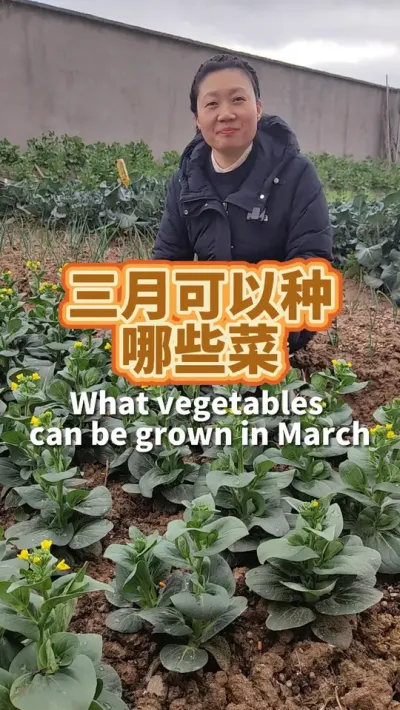 三月可以种什么菜 三月可以种的菜很多，一起堆肥种有机菜吧#我的小菜园 #种植小技巧 #我爱种菜 #阳台种菜 #自己种的纯天然的绿色蔬菜