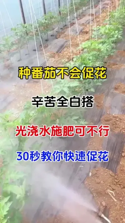 种番茄不促花，辛苦全白搭，光简单浇水施肥可不行，番茄长得很高了，番茄可能还不开花，想要番茄产量高，促花催花很重要#番茄种植 #促花保果 #抖音助农 #农业种植