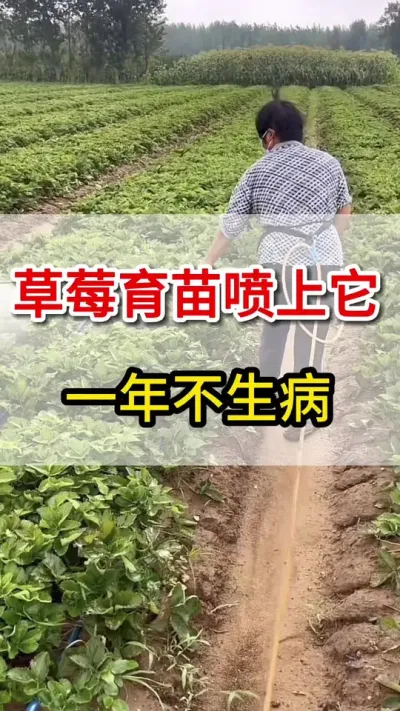 草莓育苗喷上它，各种病害不入侵#三农
