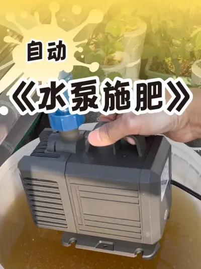草莓施肥之有机肥 100大洋的抽水泵，终于实现水肥一体化了#草莓的正确打开方式 #盆栽草莓 #种植小技巧 #记录我的种植生活