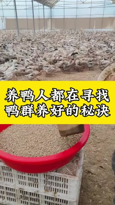 养鸭人都在寻找，鸭群养好的秘诀#每天分享养殖技术和经验 #禽病技术指导 #鸭子的养殖方法 #养鸭人 #疾病预防