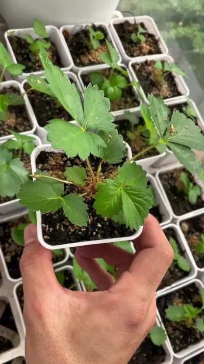 籽播草莓猛长期 籽播草莓的第好多天🤓#盆栽草莓苗 #记录我的种植生活 #草莓种植管理技术和方法 #阳台种植 #田园生活