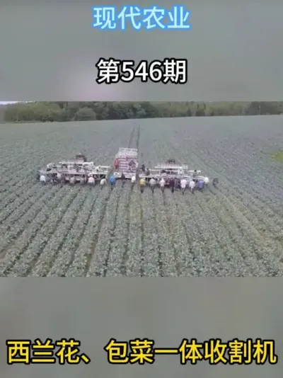 百亩的西兰花、包菜一个人半天就能收完 看看国外是怎么收割的吧！