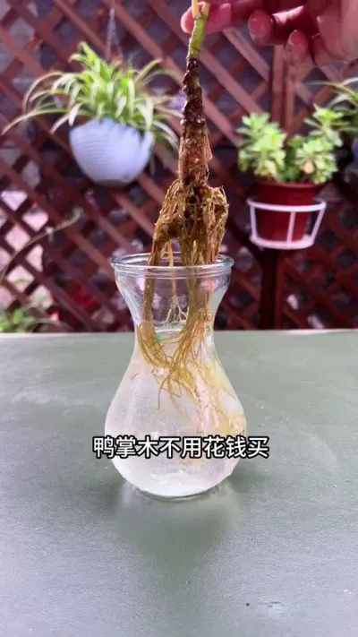 鸭掌木不用花钱买，你就随便剪根枝条，水培土培都能扦插出一盆#鸭掌木#扦插  #花卉绿植