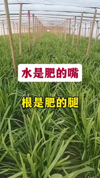 水是肥的嘴，根是肥的腿。#韭菜管理 #韭菜养根 #韭菜高产 #韭菜生根 #韭菜种植方法