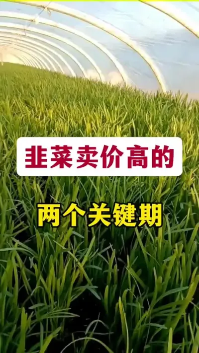 韭菜卖价高的两个关键期。#韭菜变粗的秘诀 #韭菜高产 #韭菜管理 #韭菜种植 #韭菜施什么肥根粗