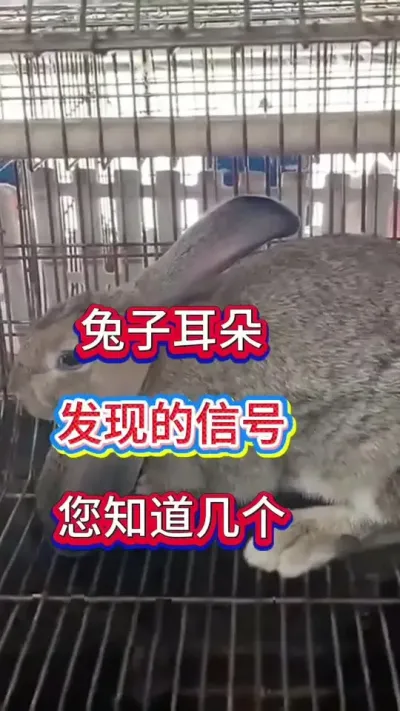 兔子耳朵发出的信号，你知道几个#养兔人 #兔子 #肉兔养殖 #养兔